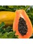 Bodur Papaya Fidanı Torbalı Sınırlı Stok 1