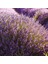 Lavandula Angustifolia Lavanta Çiçeği TOHUMU(100 Adet) 1