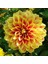 Super Yoga Elegans Golden Yellow Zinya Çiçeği Tohumu(40 Tohum) 1