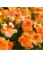 Somon Renkli Latin Çiçeği Tohumu (10 Adet) 1