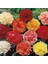 Karışık Renkli Karanfil Çiçeği Tohumu (25 Tohum) 1