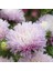 Lila Ponpon Aster Çiçeği Tohumu(50 Tohum) 1
