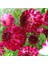 Cherry Red Ponpon Aster Çiçeği Tohumu(50 Tohum) 1