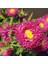 Ponpon Crimson Aster Çiçeği Tohumu (50 Tohum) 1