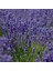 Lavandula Angustifolia Lavanta Çiçeği TOHUMU(25000 Tohum) 1