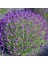 Munstead Strain Bodur Ingiliz Lavanta Çiçeği Tohumu (95 Tohum) 1