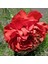 Chabaud Pure Rose Karanfil Çiçeği Tohumu(70 Adet) 1