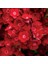 Dianthus Heddewigii Bravo Karanfil Çiçeği Tohumu (100 Adet) 1