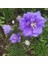 Light Blue Campanula Çan Çiçeği Tohumu (100 Tohum) 1