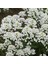 Rocket Candytuft Iberis Çiçeği TOHUMU(100 Tohum) 1