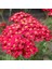 Red Colour Civan Perçemi TOHUMU(100 Tohum) 1