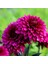 Dahlia Çiçekli Violet Quen Zinya Çiçeği Tohumu(40 Tohum) 1