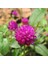 Gomphrena Globosa Koyu Pembe Medine Çiçeği Tohumu(50 Tohum) 1