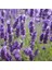 Lavandula Angustifolia Lavanta Çiçeği Tohumu(10 Gram) 1