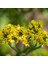 Limonium Sinuatum Deep Yellow Deniz Lavantası Tohumu(30 Tohum) 1
