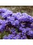 Limonium Sinuatum Blue River Deniz Lavantası Tohumu (30 Tohum) 1