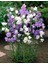 Katmerli Campanula Karışık Çan Çiçeği Tohumu (100 Tohum) 1