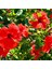 Süt Beyazı Hibiscus Çiçeği Tohumu(20 Adet) 1