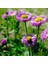 Clear Blue Erigeron Çiçeği Tohumu(50 Tohum) 1