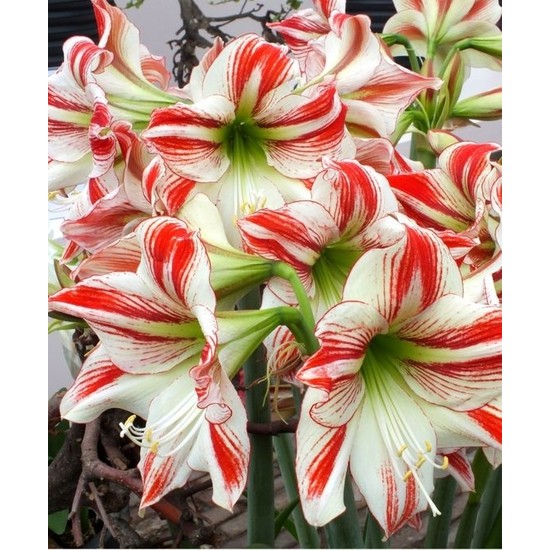 Nandina Botanik 3 Adet Kırmızı Beyaz Şeritli Kokulu Lilyum (Zambak) Çiçeği Soğanı