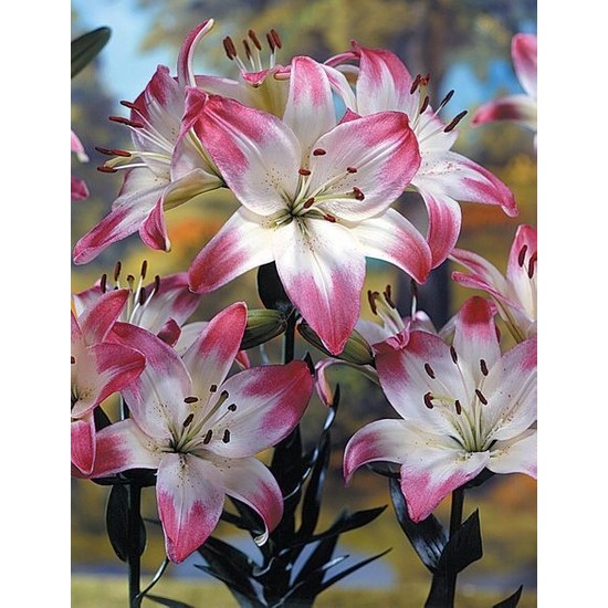Nandina Botanik 3 Adet Pembe Kenarlı Beyaz Kokulu Lilyum (Zambak) Çiçeği Soğanı
