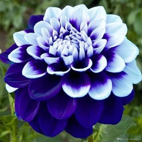 Nandina Botanik 3 Adet Yıldız Çiçeği Soğanı ( Dahlıa Yumrusu) Ebruli Mavi