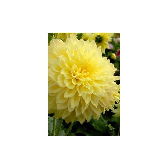 Nandina Botanik 3 Adet Yıldız Çiçeği Soğanı ( Dahlıa Yumrusu) Soluk Sarı