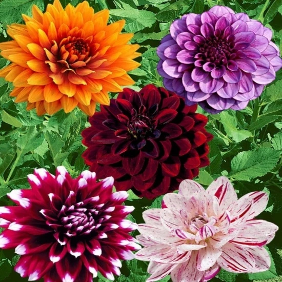 Nandina Botanik Yıldız Çiçeği Soğanı ( Dahlıa Yumrusu) 5 Renkli