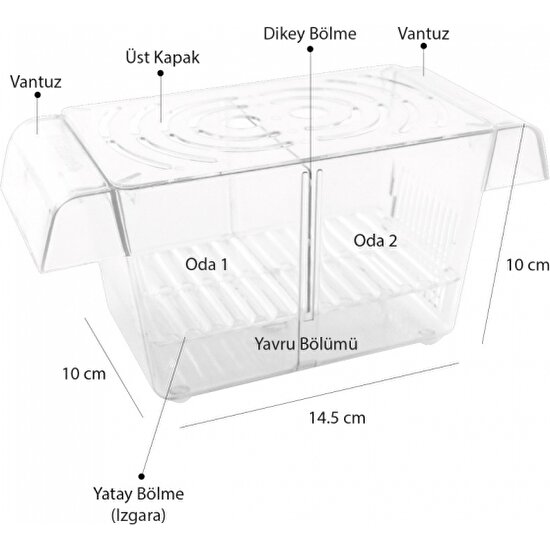 Atlantik Ikili Kristal Balık Yavruluk 14,5 cm x 10 cm