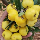 Tüplü Aşılı, Iri Meyveli Sarı Belen Alıç Fidanı