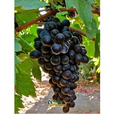 Ucuzluk Diyarı 1 Adet Antep Karası  Üzüm Fidanı Tüplüdür