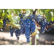 Ucuzluk Diyarı 1 Adet Autum Royal Üzüm Fidanı Tüplüdür