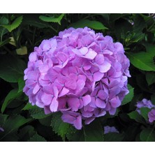 Ucuzluk Diyarı 1 Adet Mor  Ortanca Fidanı Tüplüdür 30-40 cm