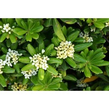 Ucuzluk Diyarı 1 Adet Pittosporum ( Yıldız Çalısı ) Fidanı Tüplüdür 40-50 cm Boy