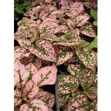 Ucuzluk Diyarı 1 Adet Hostes ( Hypoestes ) Çiçeği Fidanı Tüplüdür