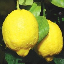 Tüplü Aşılı Bodur Euroka Limon Fidanı 2 Yaş 70-90 cm (Bol Sulu)