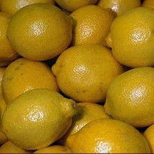 Tüplü Aşılı Kara Limon Yaş 1-2 Boy 90-100CM