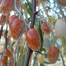 2 Yaş Tüplü Kokulu Iğde Fidanı 80-100 cm