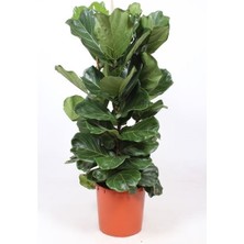Bitki Tasarımı Ficus Lyrata ( Keman Yapraklı Kauçuk)-3 Köklü