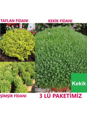 Ucuzluk Diyarı 1 Adet Kekik Fidanı + 1 Adet Taflan Fidanı + 1 Adet Şimşir Fidanı