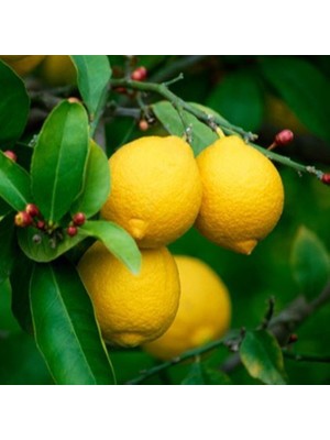 Tüplü Aşılı Kütdiken Yediveren Limon 2 Yaş Boy 90-110 cm Soğuklara Dayanıklı