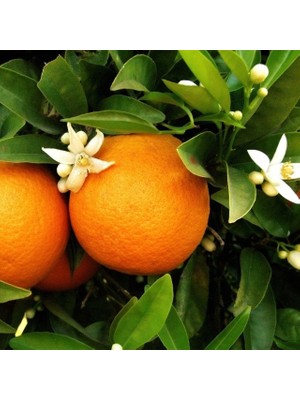 Tüplü Aşılı Şeker Portakalı(Sınırlı Stok)Yaş 1-2 Boy 90-110CM