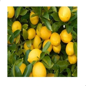Saksılı Ultra Bodur Yediveren Limon Fidanı 20-30 cm Aşılı 2 Yaş