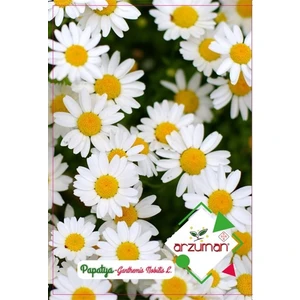 Süs Bitki Papatya Çiçek Tohumu