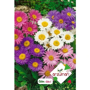 Süs Bitki Aster Çiçek Tohumu