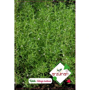 Kekik Çiçek Tohumu