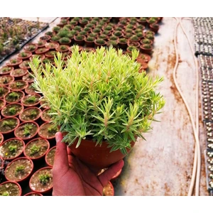 Benim Fidanım Karanfil Sedum