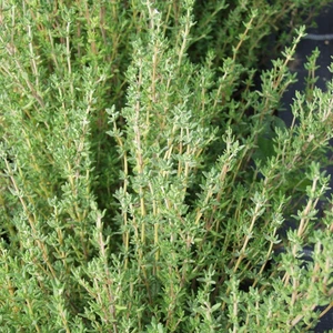Rüzgar Botanik Kekik Fidanı Saksılı 20 cm 40CM