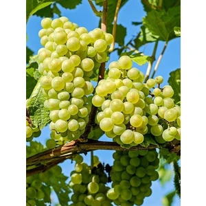 Ucuzluk Diyarı 1 Adet Sultaniye Üzüm Fidanı Tüplüdür