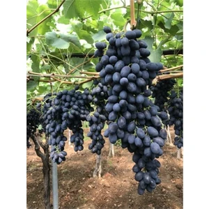 Ucuzluk Diyarı 1 Adet Blackfinger Üzüm Fidanı Tüplüdür